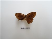 藏品(眉眼蝶)的圖片